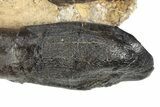 Rooted Dinosaur (Camarasaurus) Tooth With Skull - Colorado #240847-7